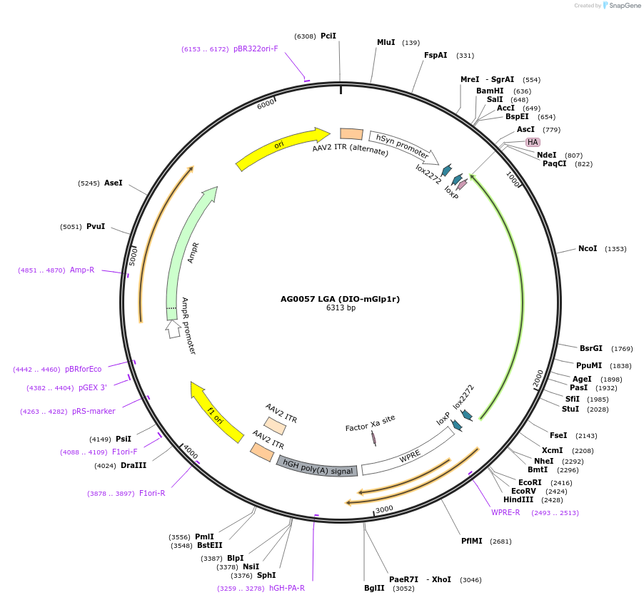 249035-plasmid-map-sequence-id-495635