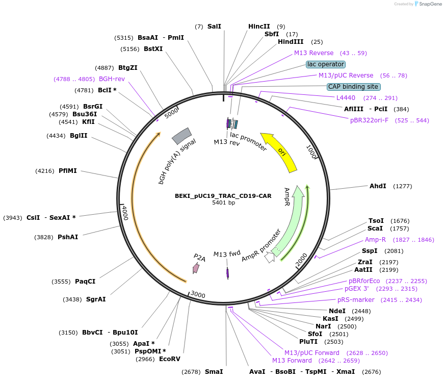 247056-plasmid-map-sequence-id-495637