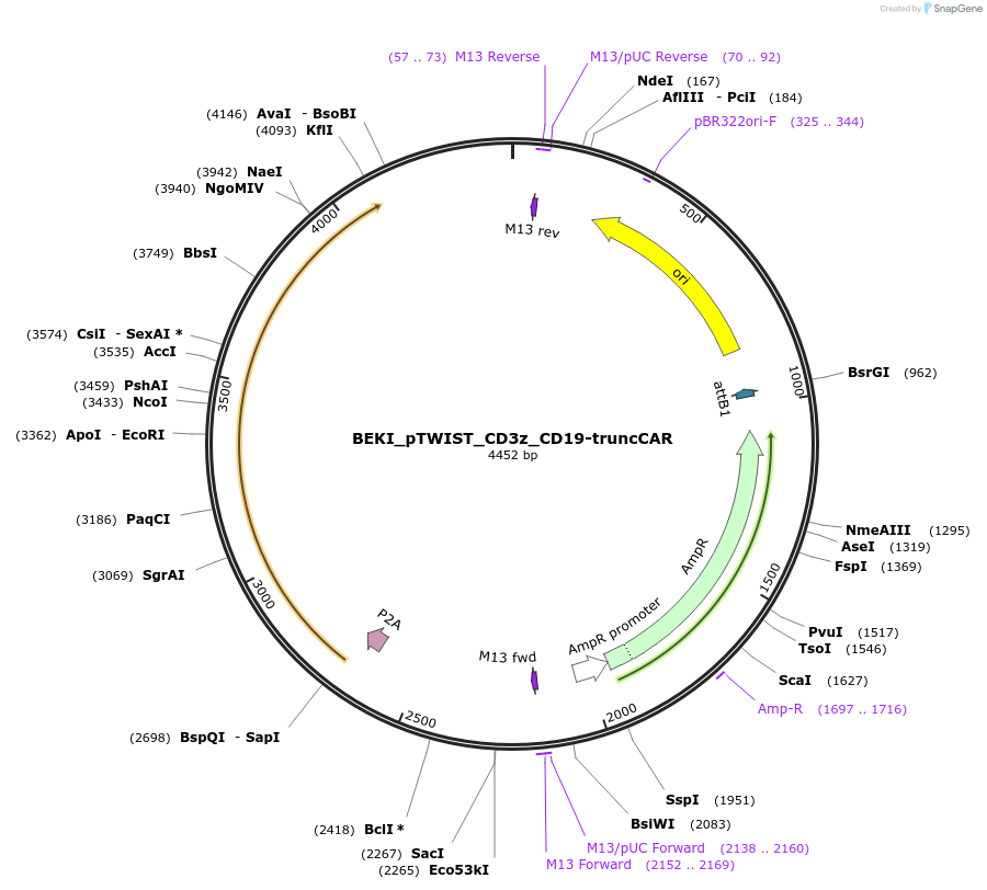 247057-plasmid-map-sequence-id-495638