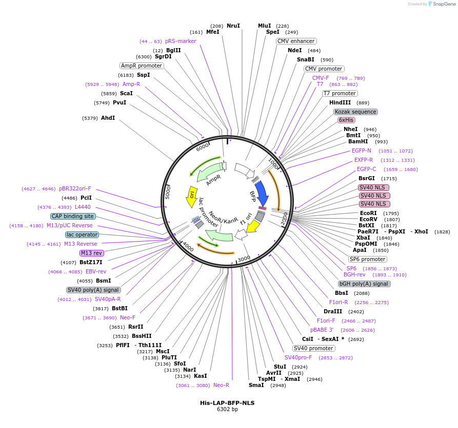 248826-plasmid-map-sequence-id-495662
