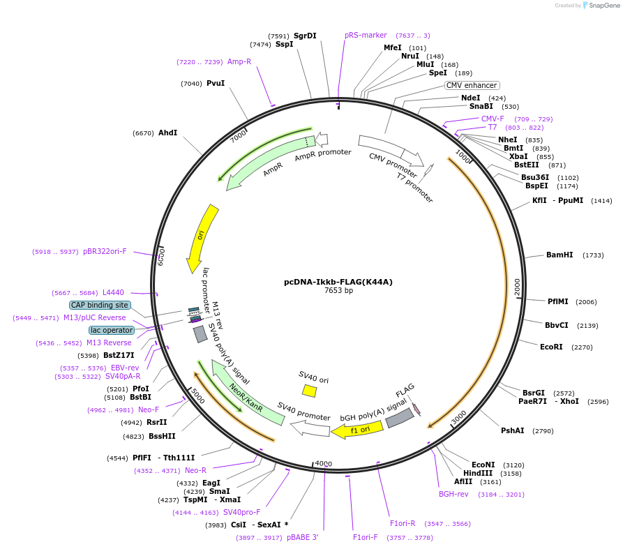 23299-plasmid-map-sequence-id-495683