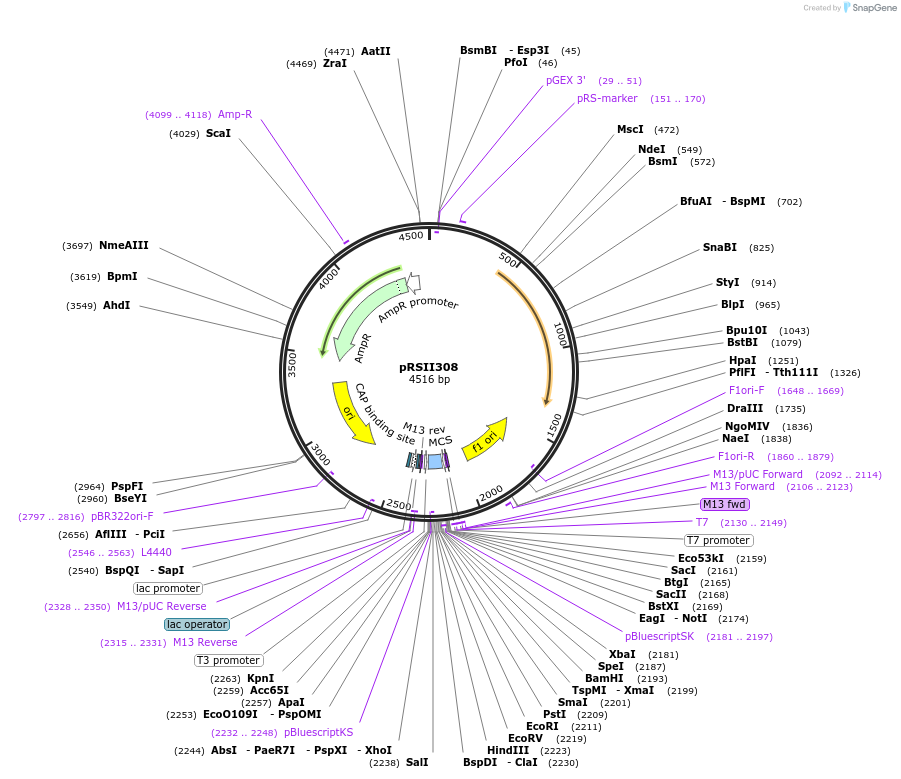 35443-plasmid-map-sequence-id-49570
