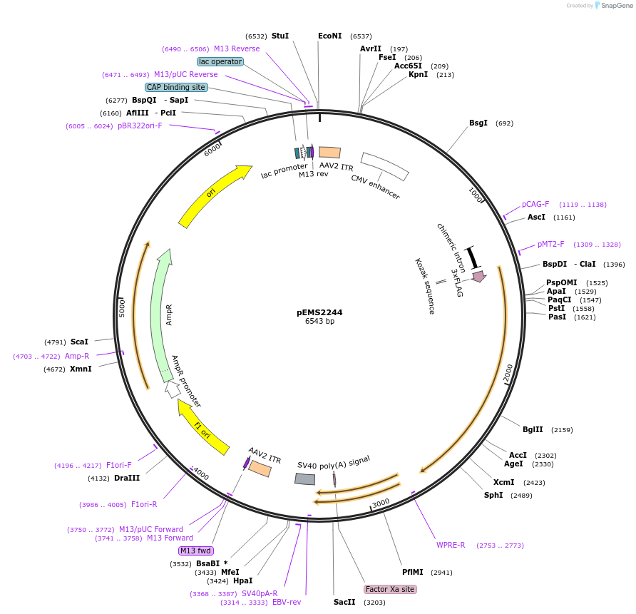 246091-plasmid-map-sequence-id-495702