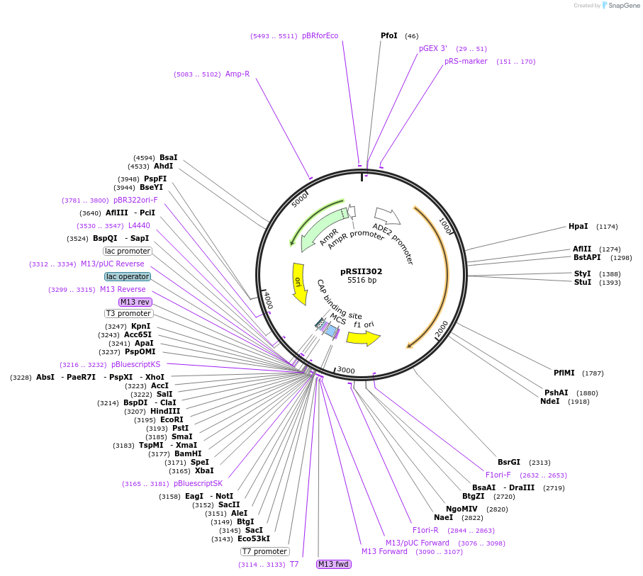 35433-plasmid-map-sequence-id-49571
