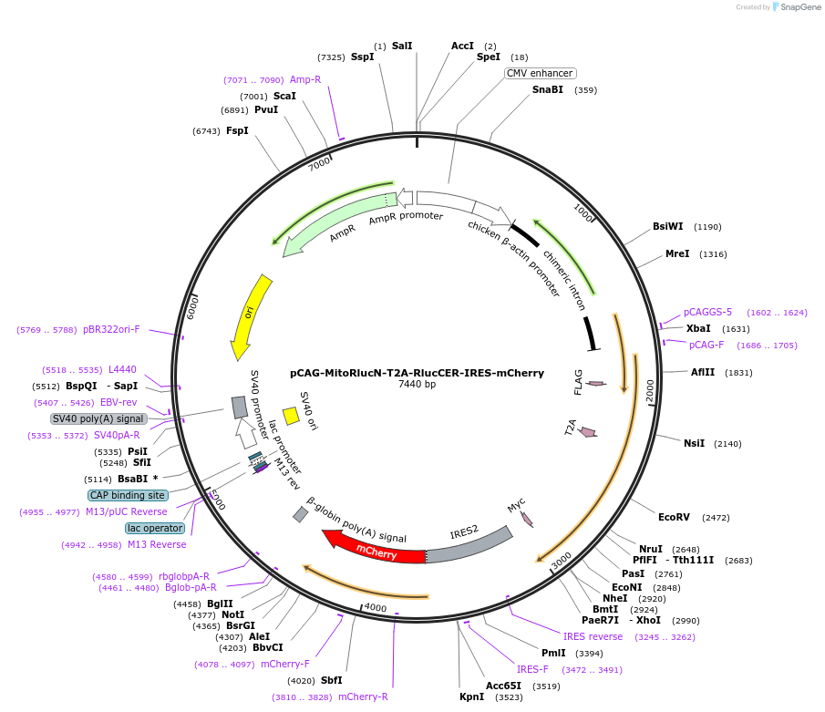 249563-plasmid-map-sequence-id-495713
