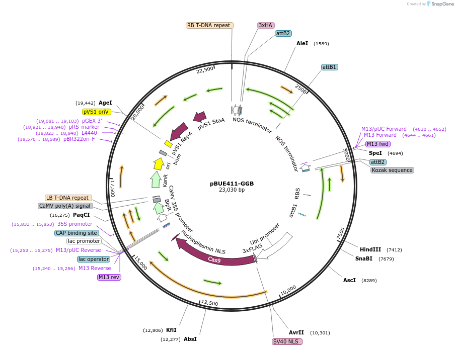 198233-plasmid-map-sequence-id-495715