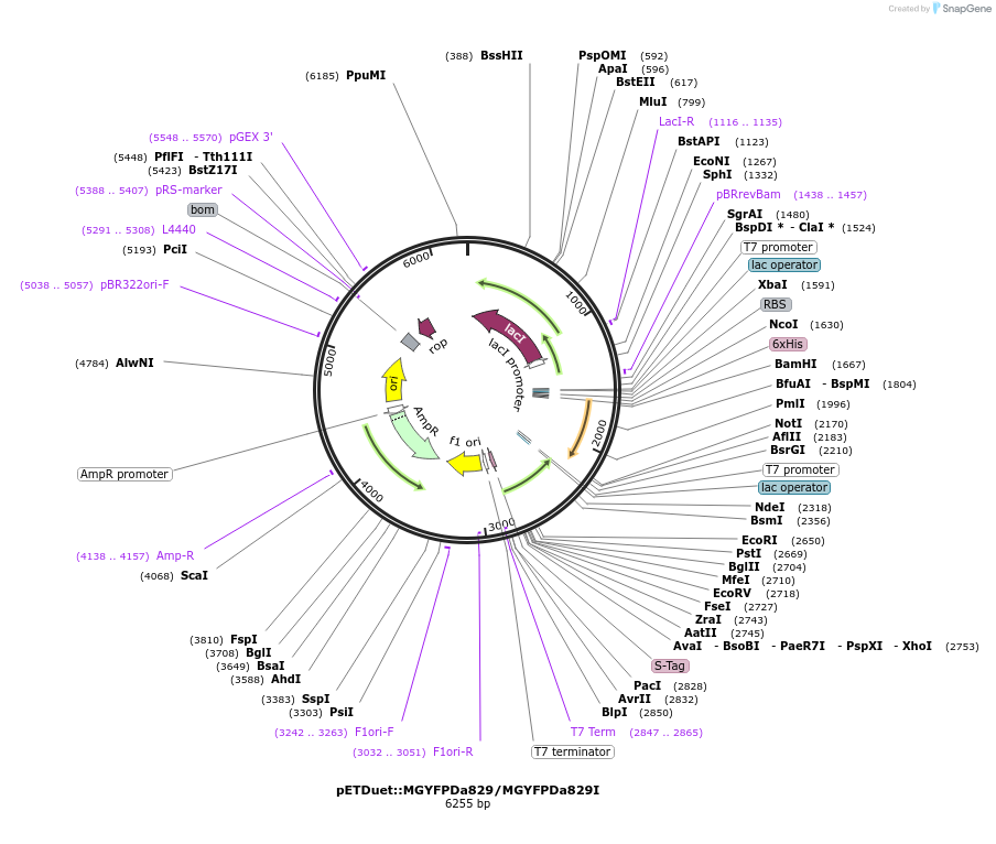 248877-plasmid-map-sequence-id-495727