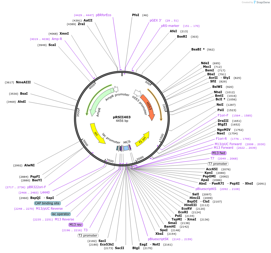 35436-plasmid-map-sequence-id-49573