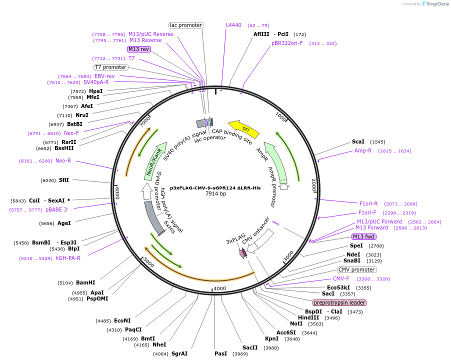 246691-plasmid-map-sequence-id-495741