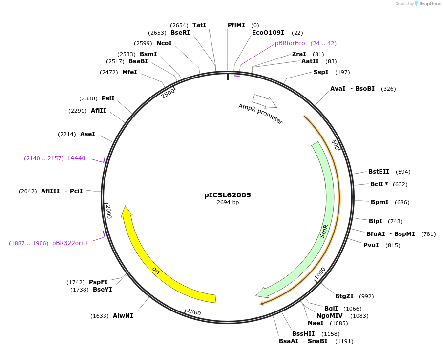 245686-plasmid-map-sequence-id-495757