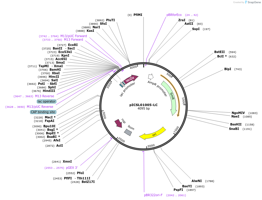 245697-plasmid-map-sequence-id-495759