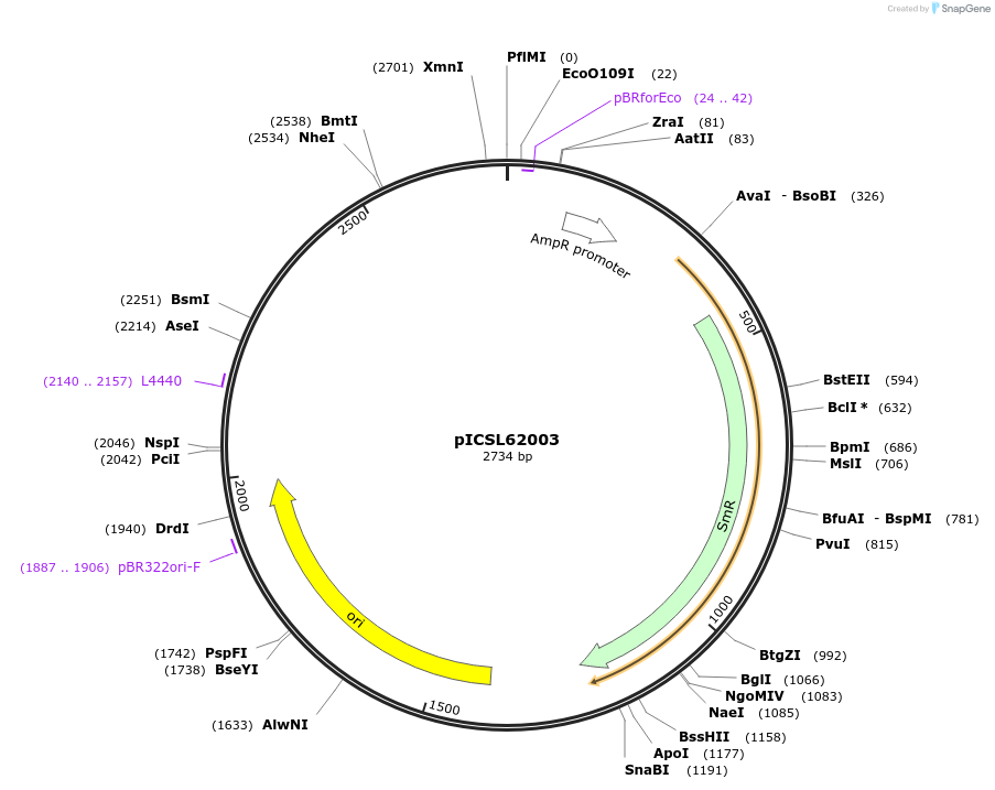 245684-plasmid-map-sequence-id-495760