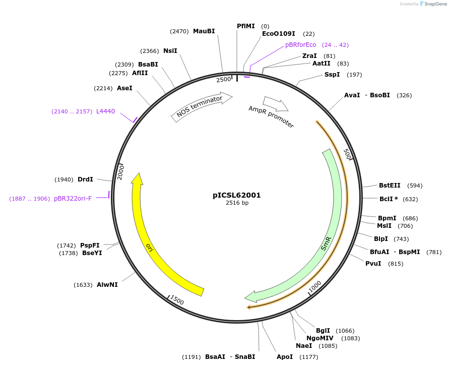 245682-plasmid-map-sequence-id-495762