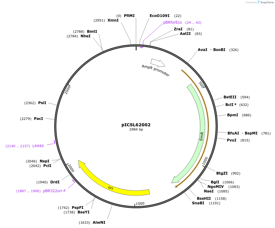 245683-plasmid-map-sequence-id-495763