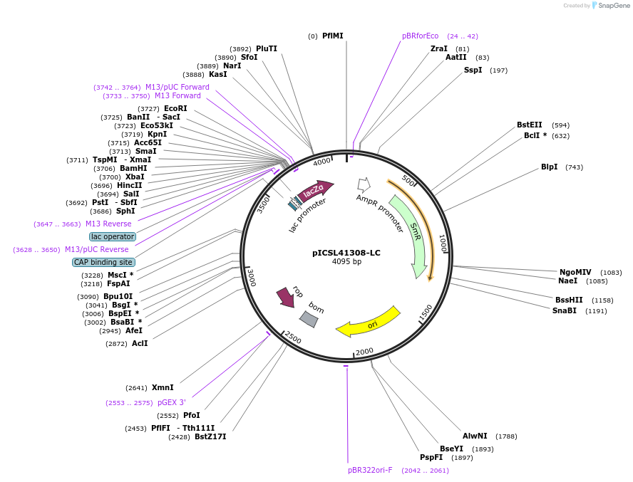 245696-plasmid-map-sequence-id-495764