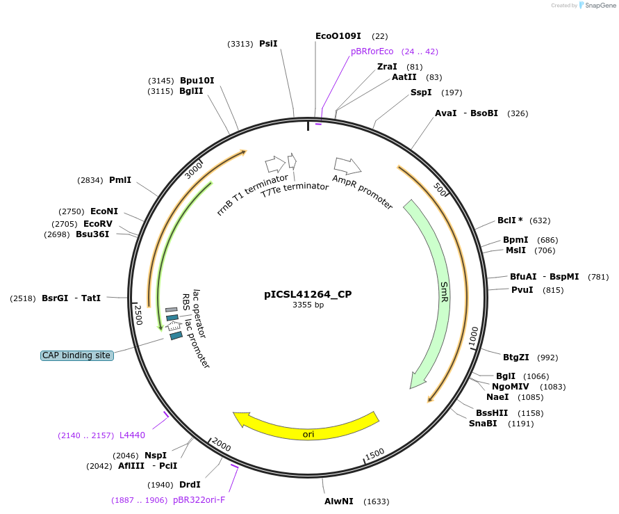 245692-plasmid-map-sequence-id-495765