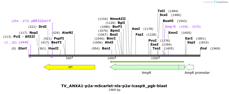 495772_map