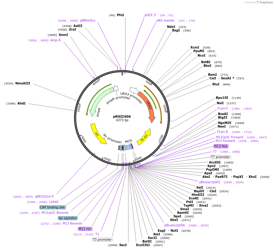 35442-plasmid-map-sequence-id-49578