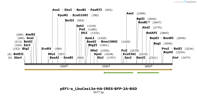 495851_map