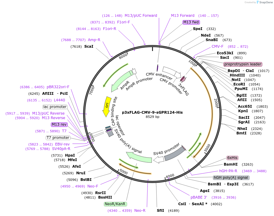 246685-plasmid-map-sequence-id-495861