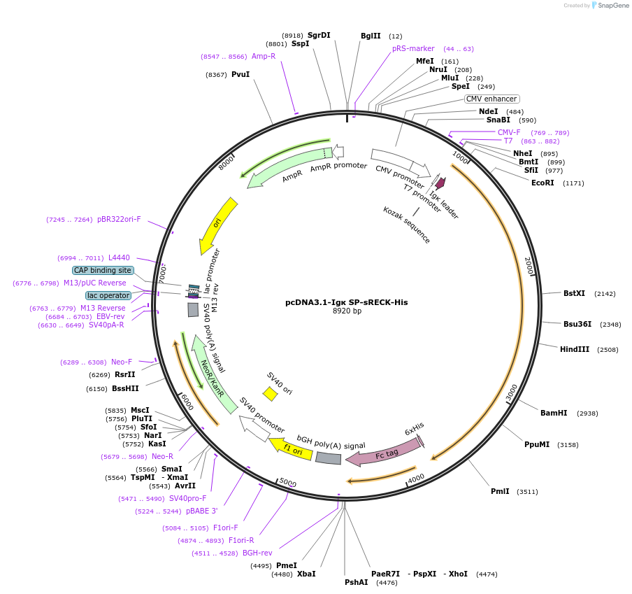 246688-plasmid-map-sequence-id-495862