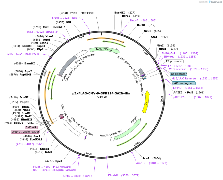 246694-plasmid-map-sequence-id-495869