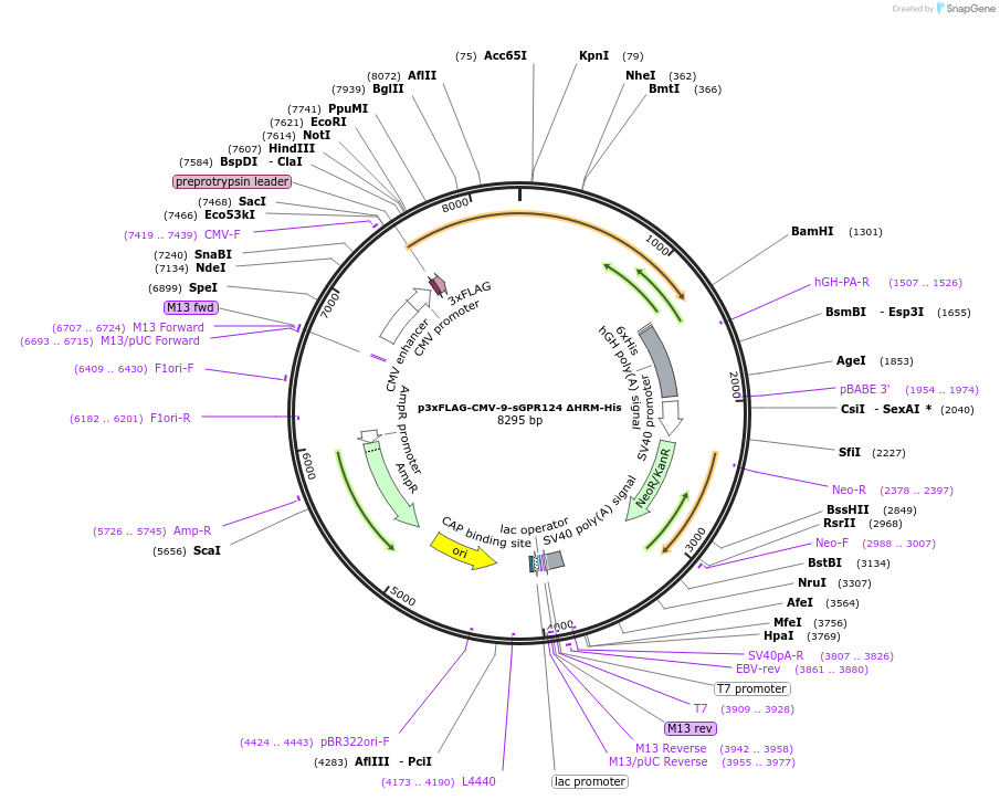 246692-plasmid-map-sequence-id-495870