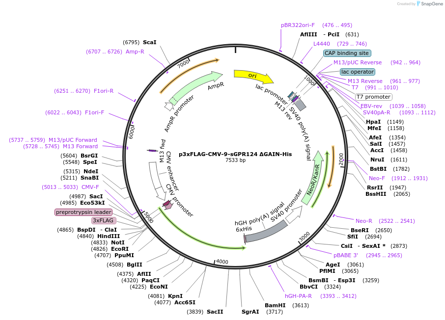 246693-plasmid-map-sequence-id-495877