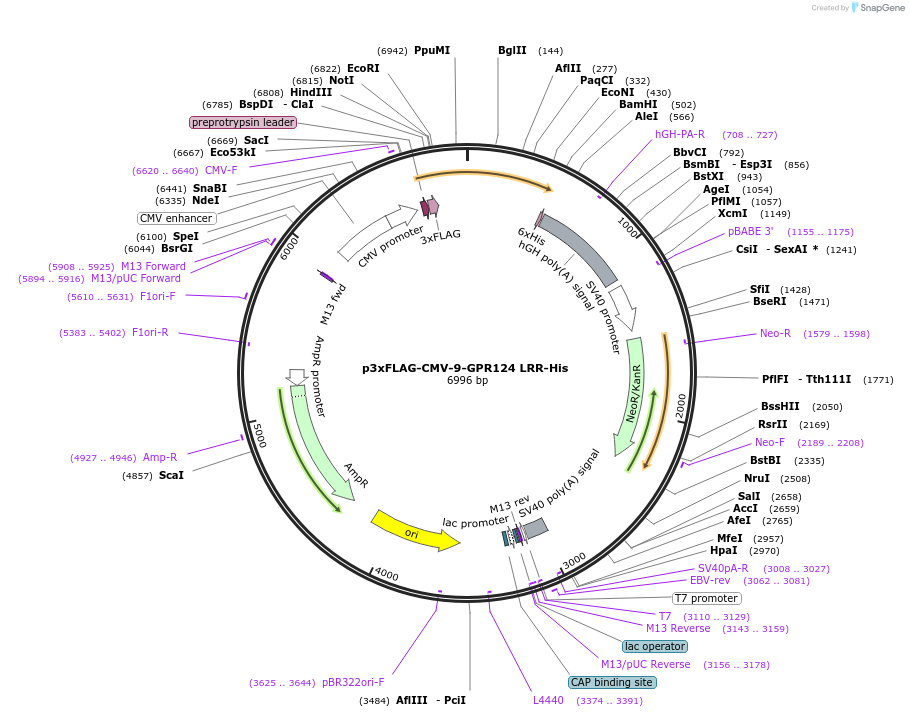 246695-plasmid-map-sequence-id-495878