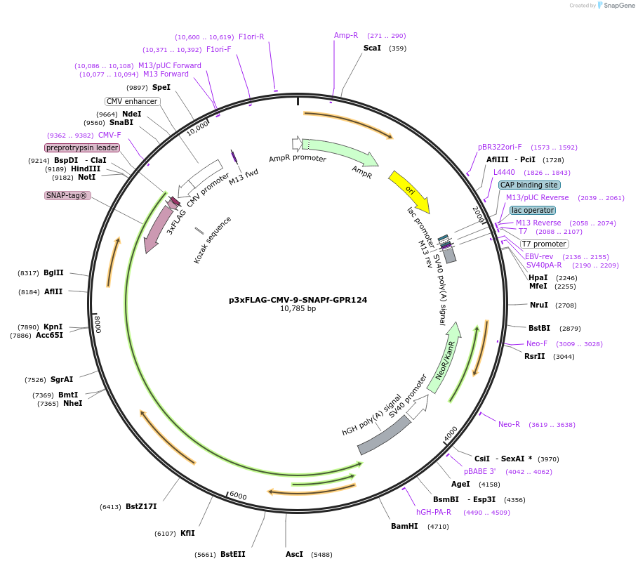 246698-plasmid-map-sequence-id-495879