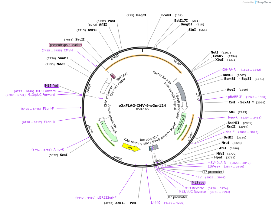 246710-plasmid-map-sequence-id-495880