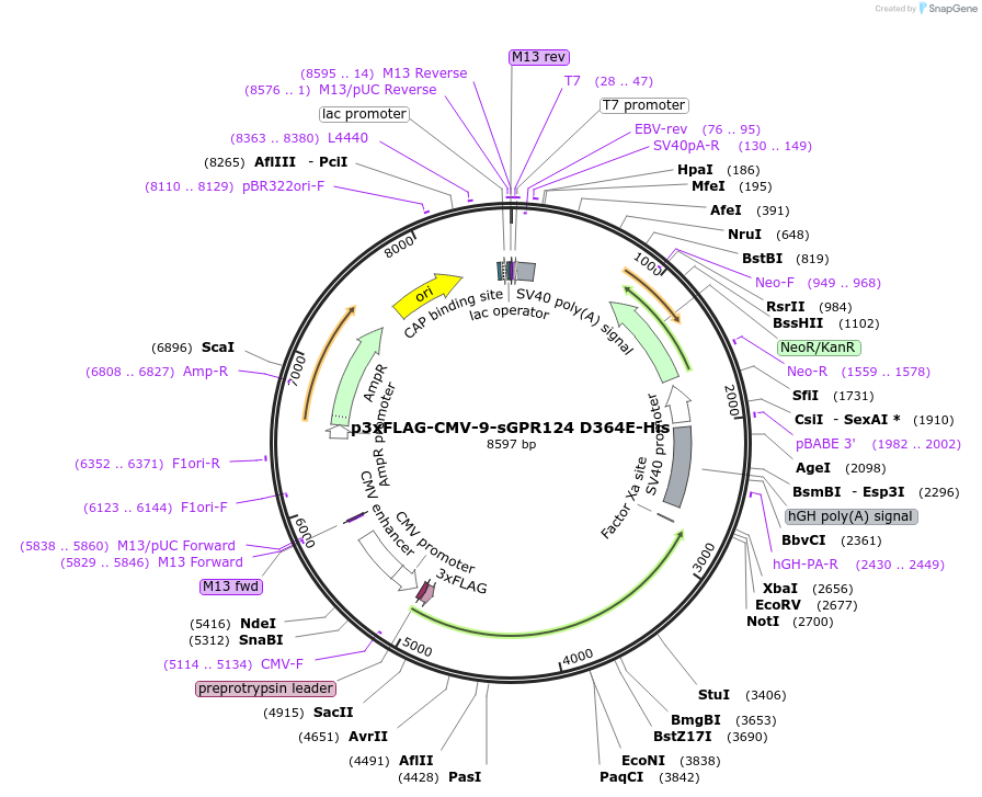 246711-plasmid-map-sequence-id-495881