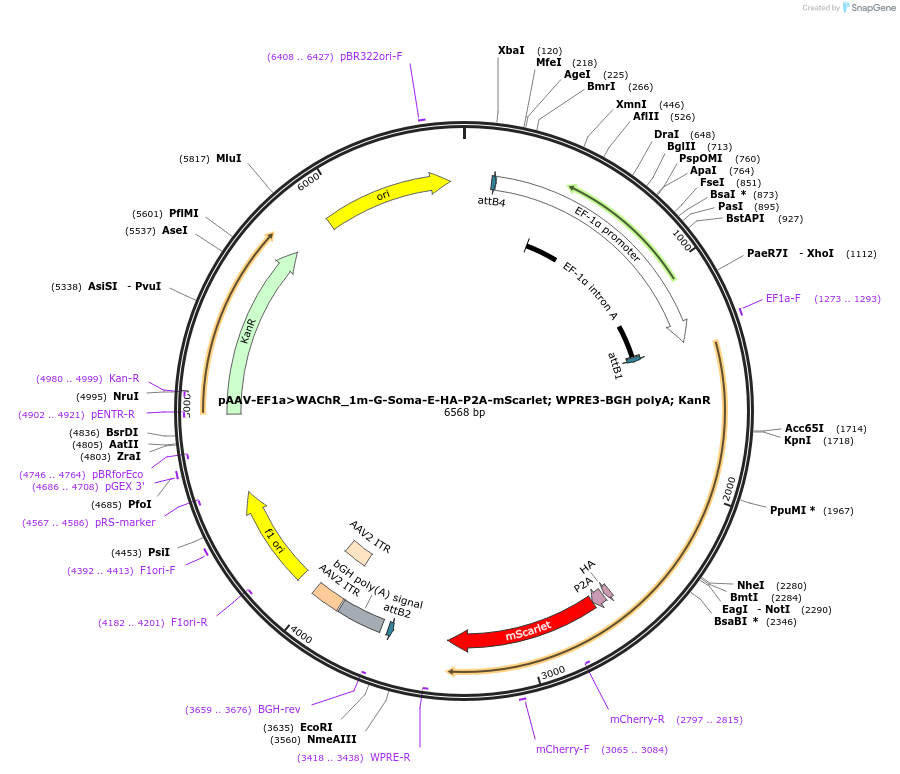 247728-plasmid-map-sequence-id-495882