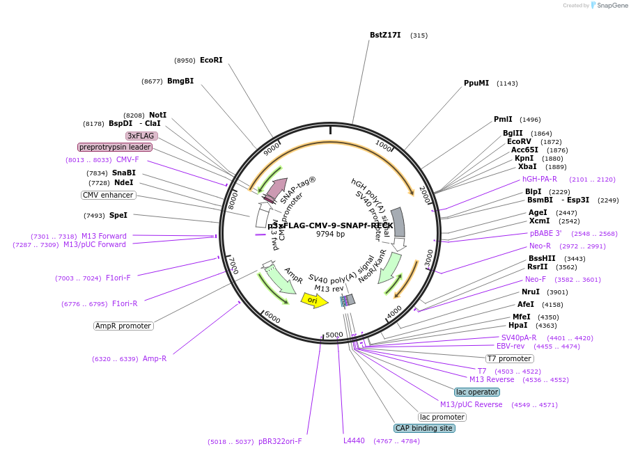 246699-plasmid-map-sequence-id-495883