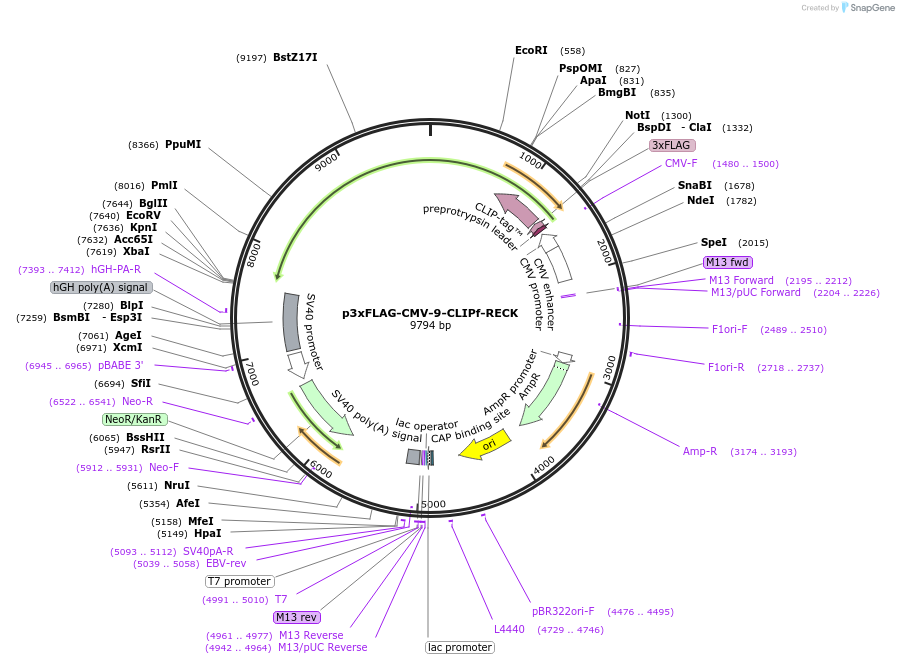 246702-plasmid-map-sequence-id-495888