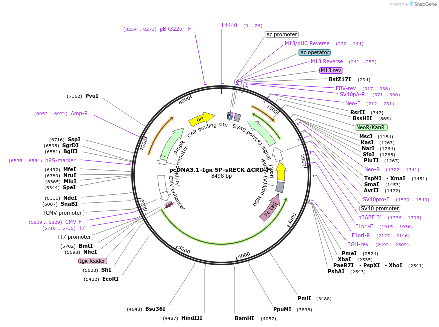 246706-plasmid-map-sequence-id-495891