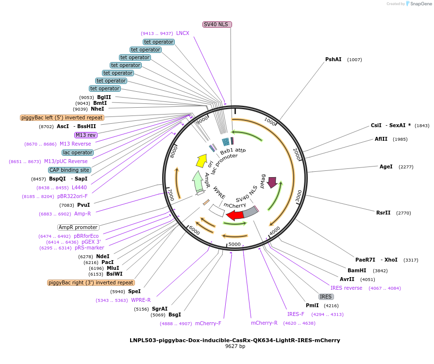 248105-plasmid-map-sequence-id-495895
