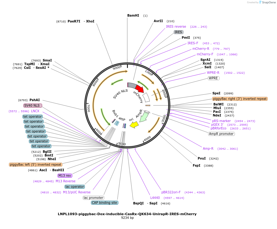 248111-plasmid-map-sequence-id-495896
