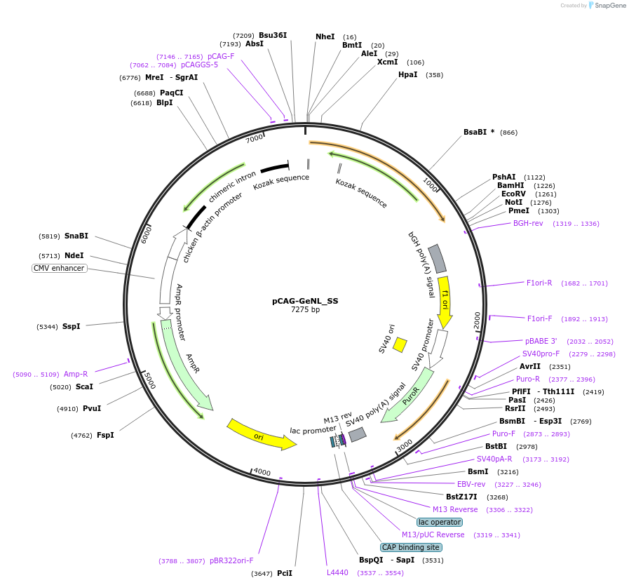 244128-plasmid-map-sequence-id-495898