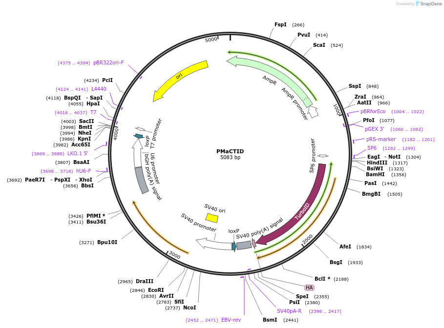 243000-plasmid-map-sequence-id-495951