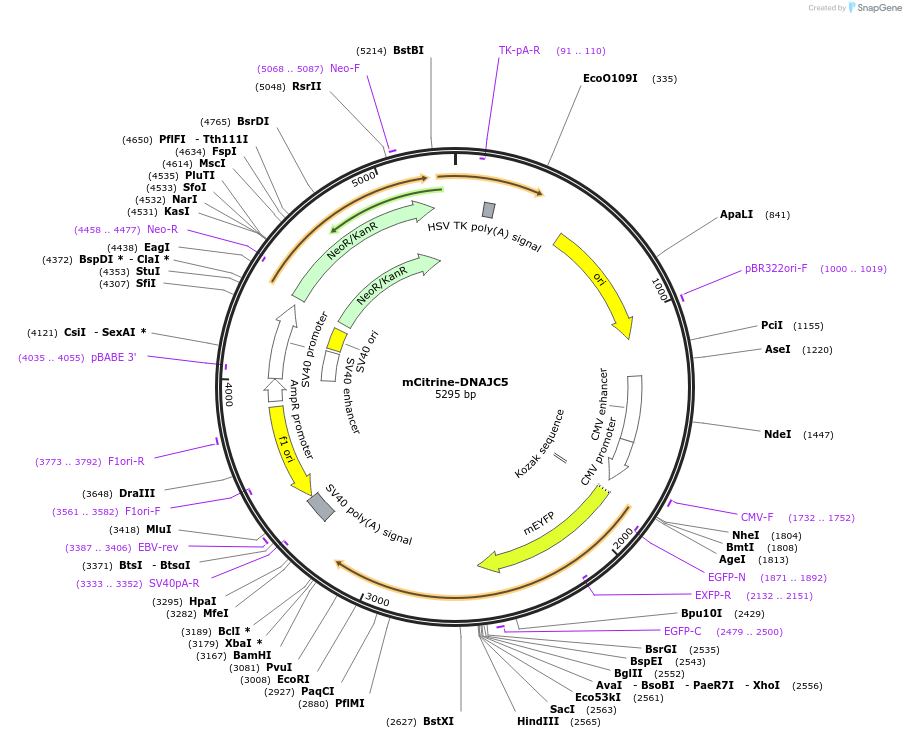 246733-plasmid-map-sequence-id-495954