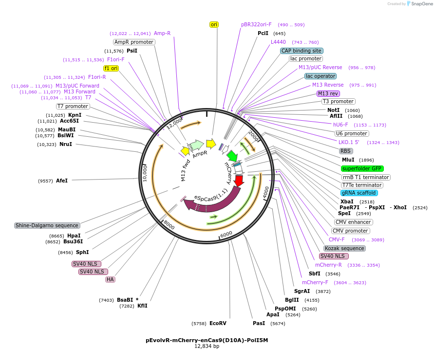 249060-plasmid-map-sequence-id-495988