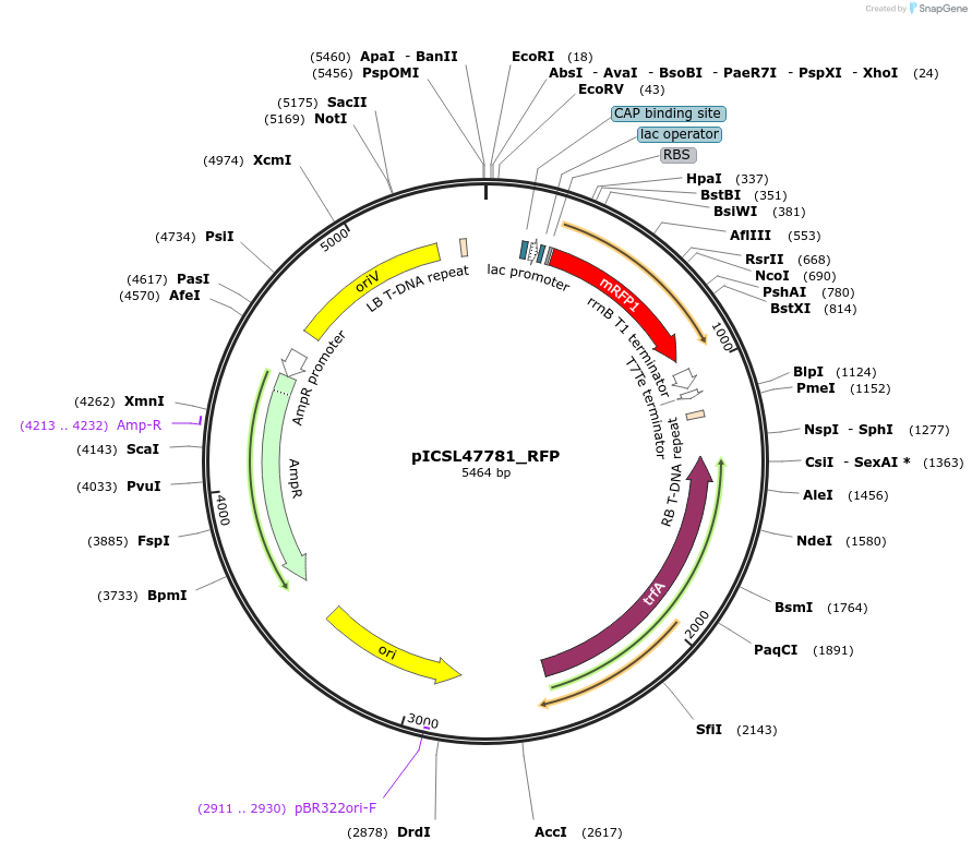 245703-plasmid-map-sequence-id-496039