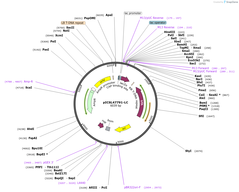 245718-plasmid-map-sequence-id-496047