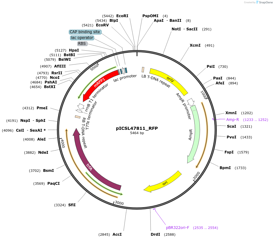 245706-plasmid-map-sequence-id-496050