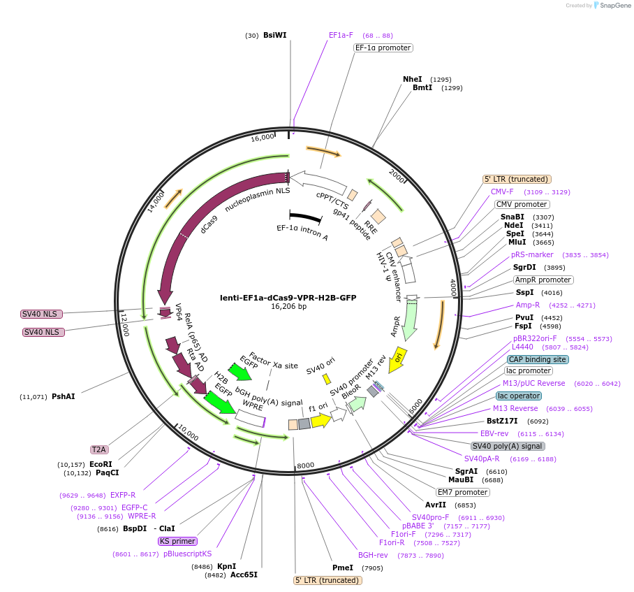 242168-plasmid-map-sequence-id-496079