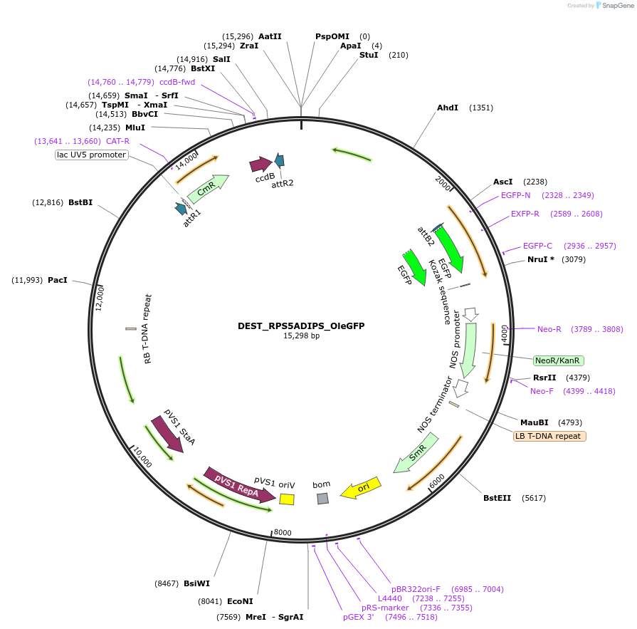 248052-plasmid-map-sequence-id-496087