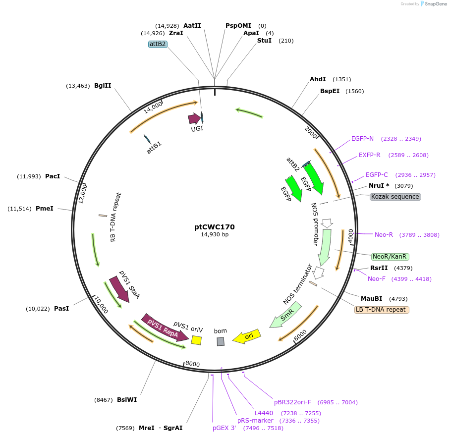 248054-plasmid-map-sequence-id-496099
