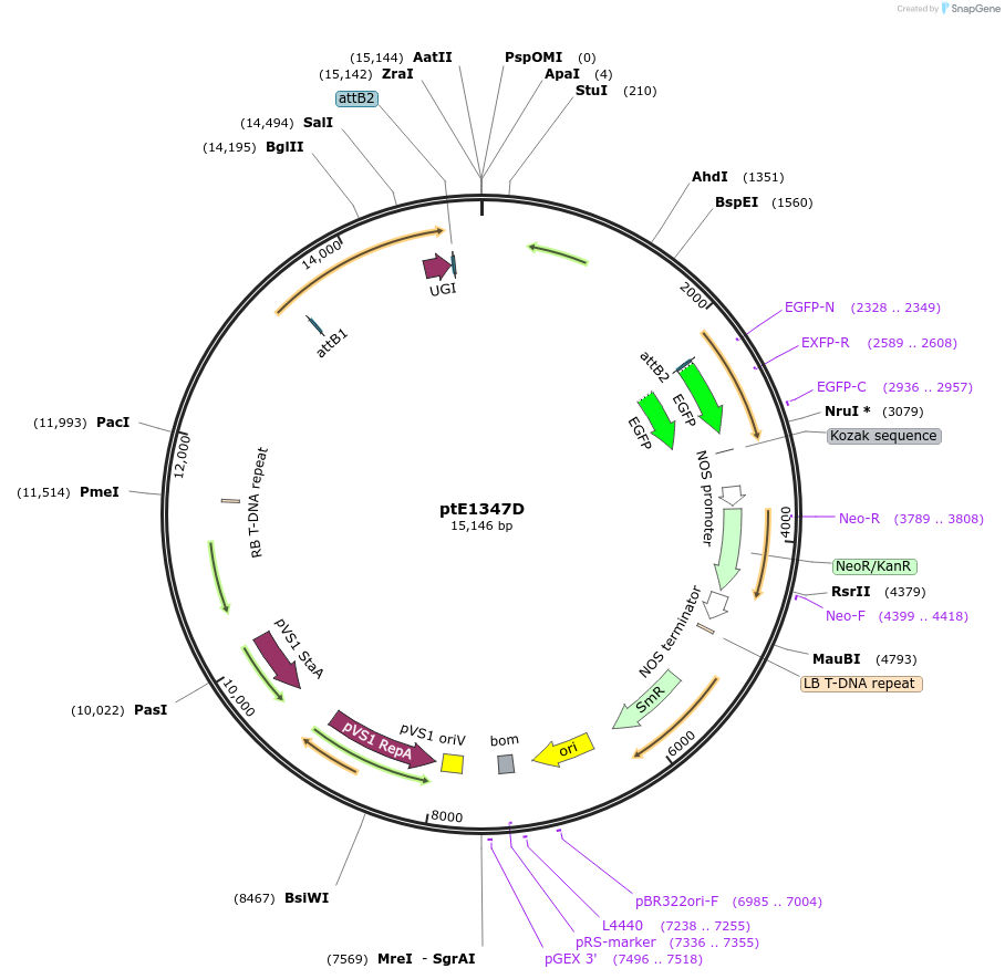 248055-plasmid-map-sequence-id-496100