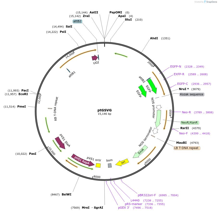 248056-plasmid-map-sequence-id-496101